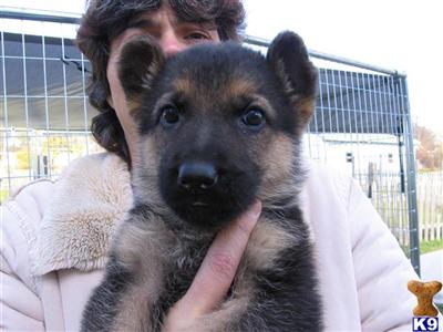 AKC German Shepherds pups